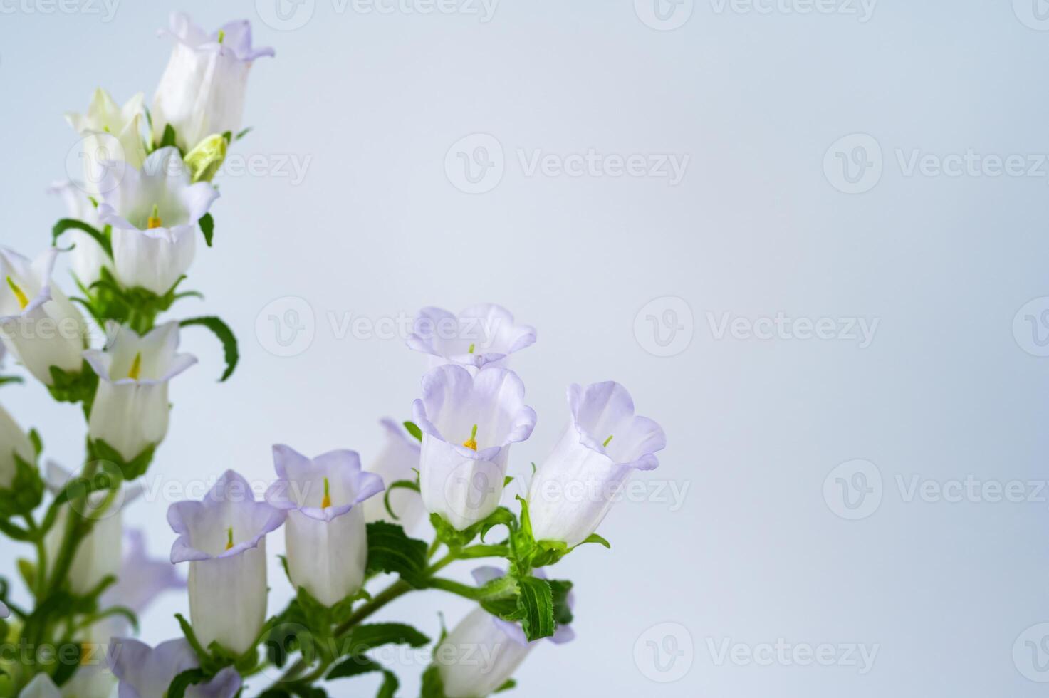 Bellflowers campanula with pale purple petals blooming on a light pastel background. photo