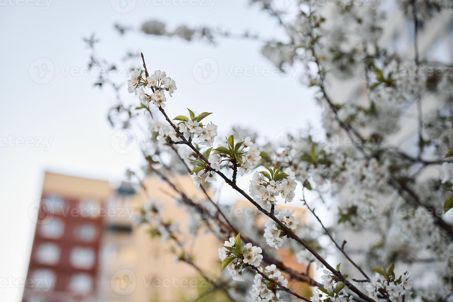 Blooming Cherry Blossoms Set Against a Vibrant Urban Backdrop Create a Stunning Scene photo