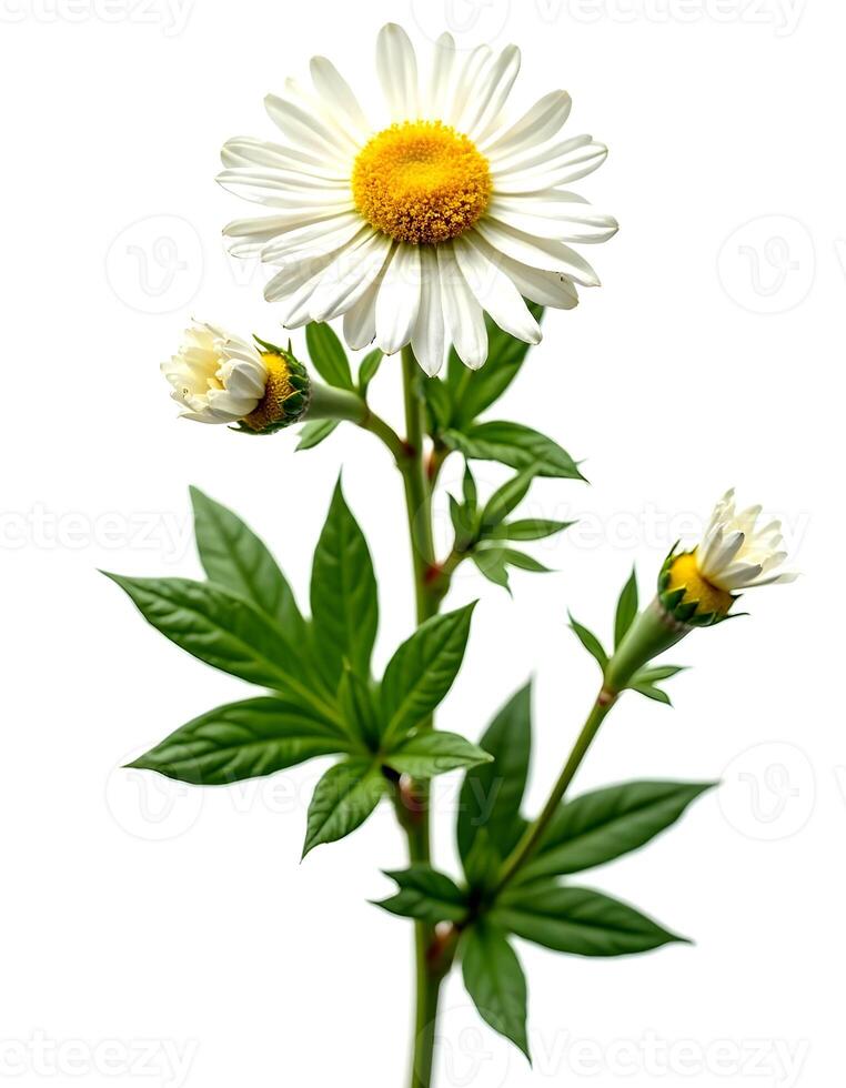 a single white daisy with yellow center on a white background photo
