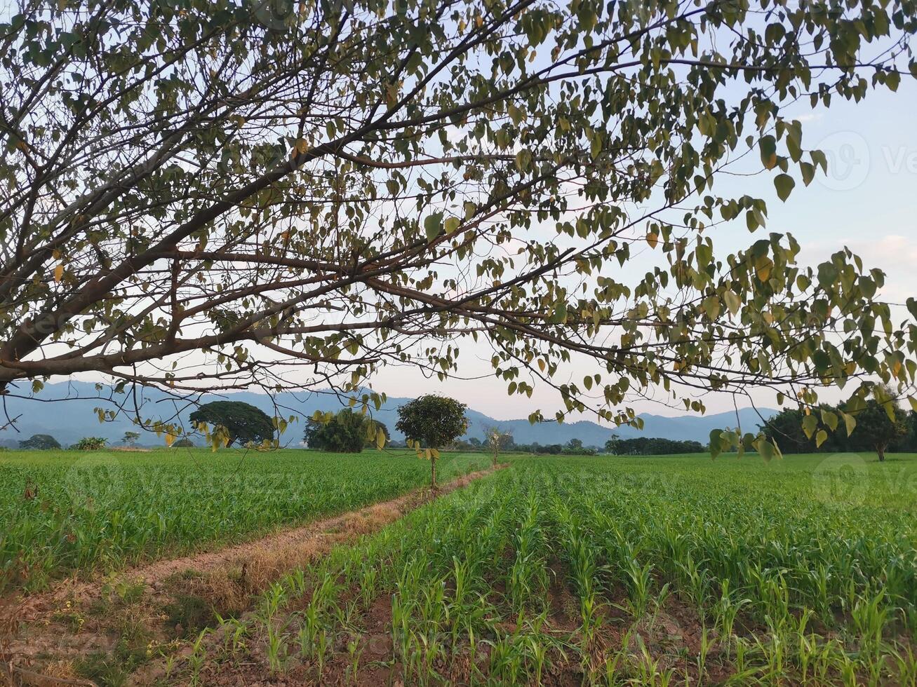 farm of corn crop with mountain and sky view background photo