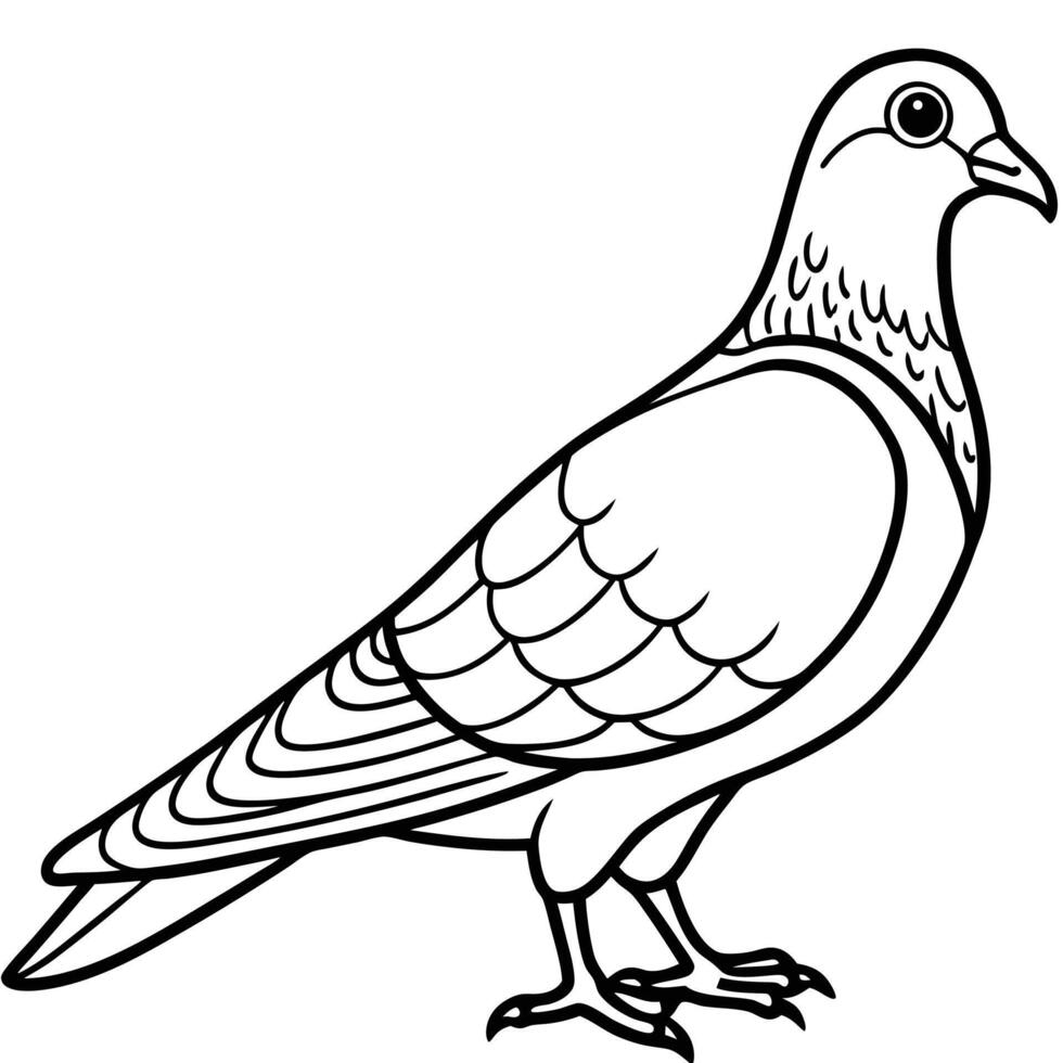 Line Drawing of a Pigeon Bird Illustration vector