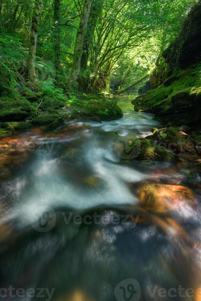 The atmosphere takes on greenish tones under the forest canopy and aquatic environment photo