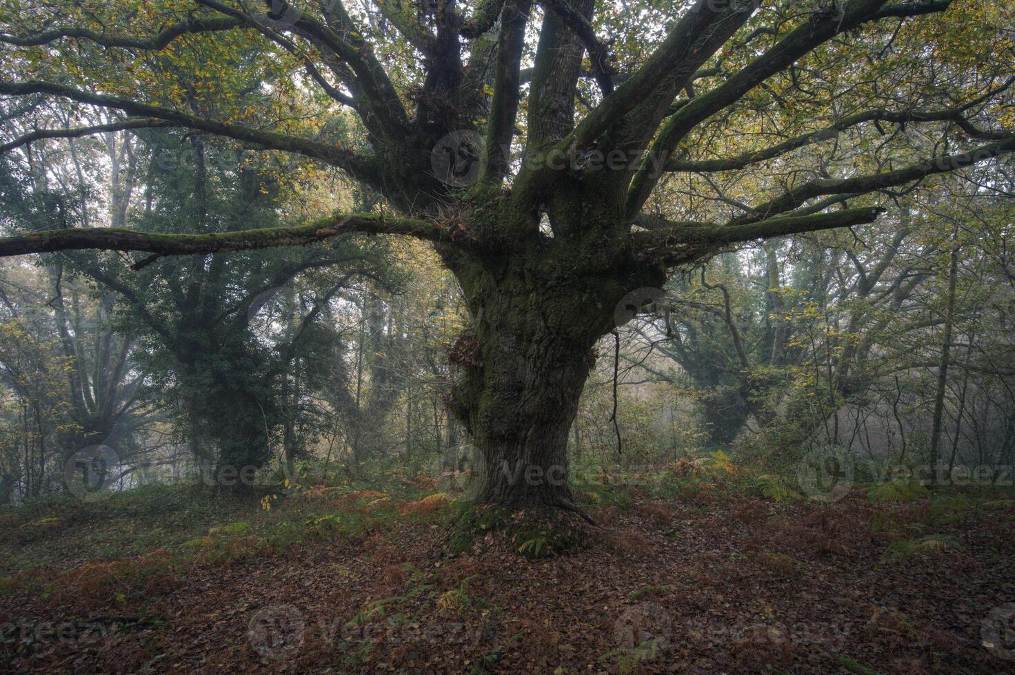 The fog dissipates and reveals majestic century old oaks photo