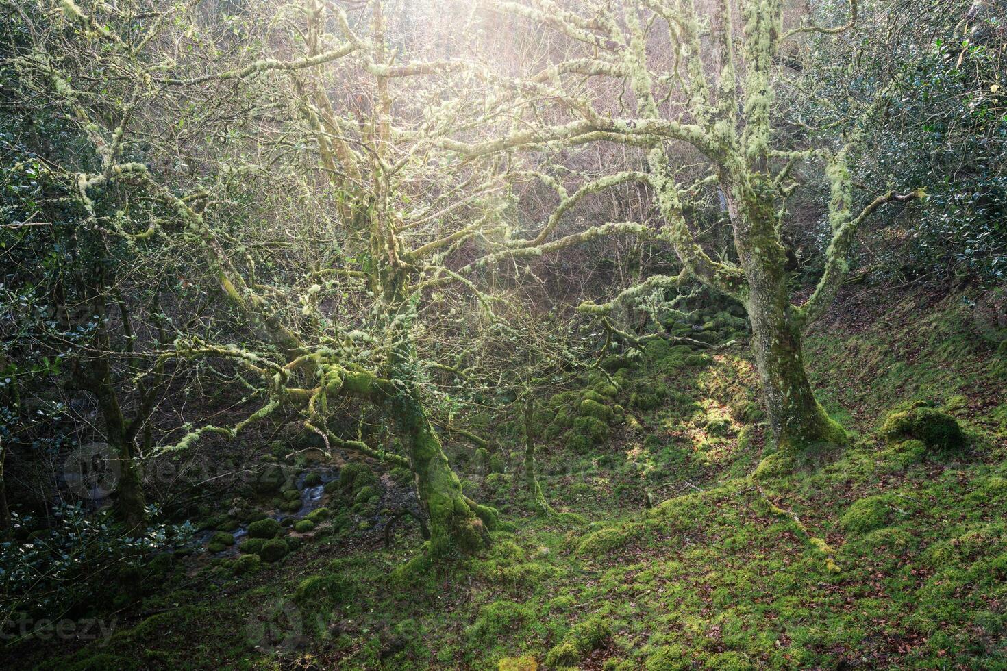 The winter sun illuminates the lichen covered branches of some oak trees photo