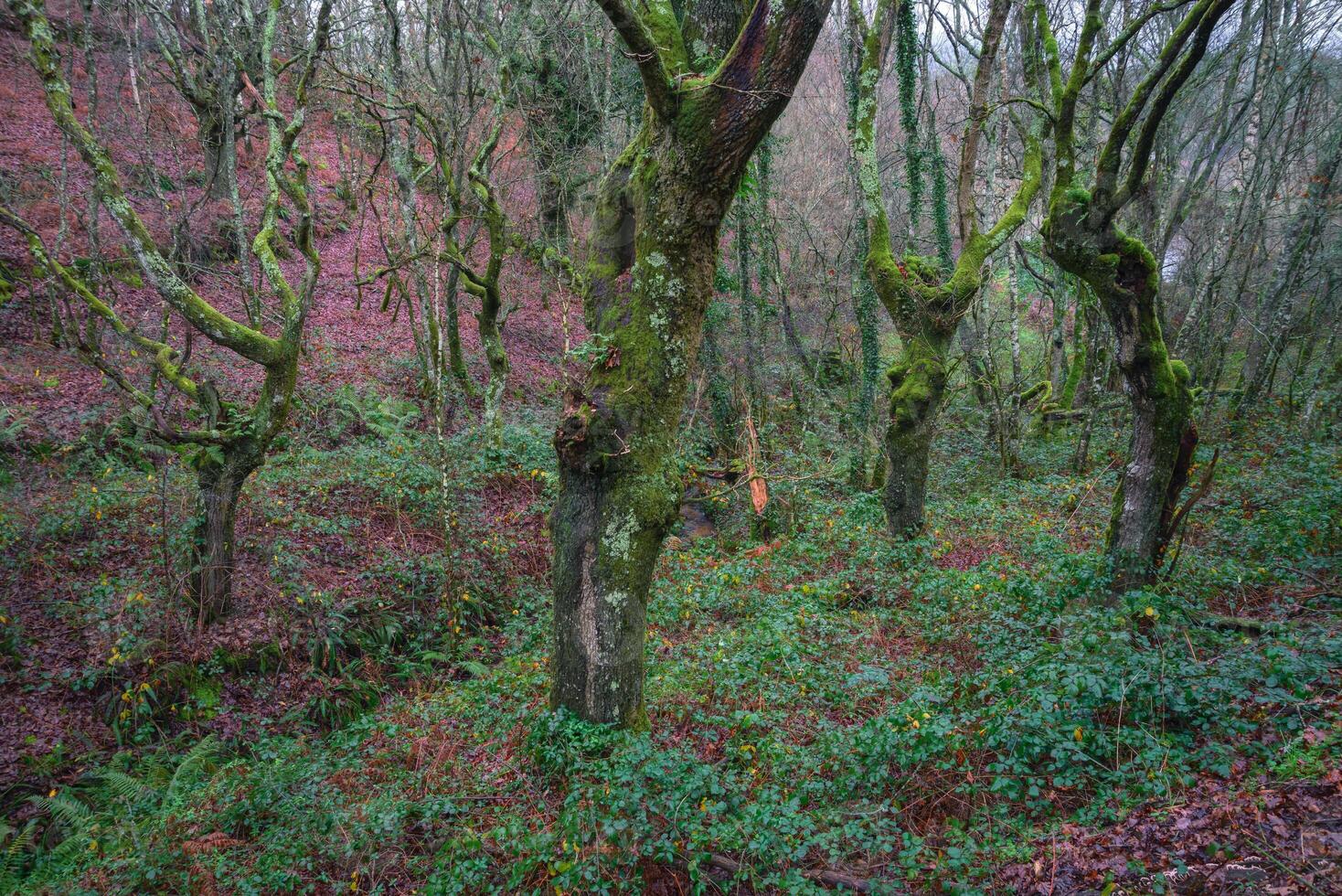 The ancient oak trees seem to dance an old dance in an milenary forest photo