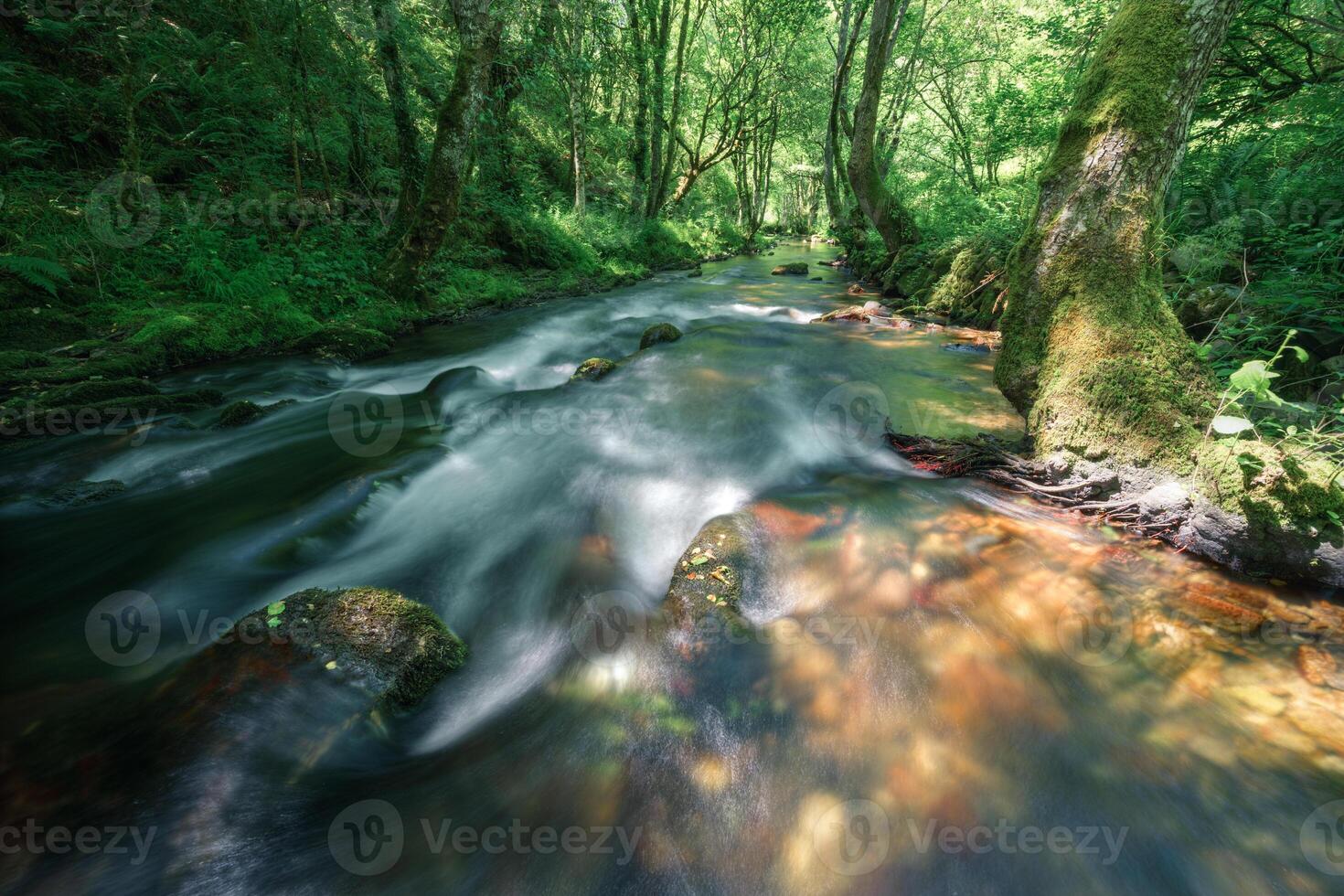Straight stretch between forests and transparent waters in a mountain river photo