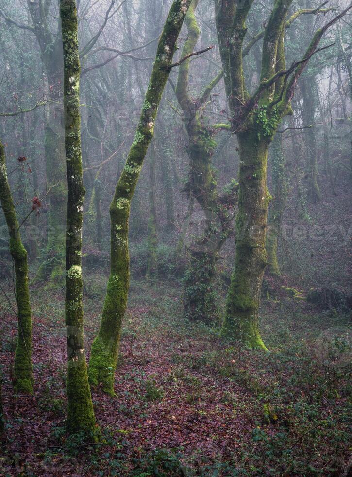 Mystical atmosphere on a misty morning among huge mossy oak trees photo