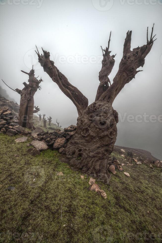 Fossilized chestnut tree trunks emerge from the bottom of the reservoir photo
