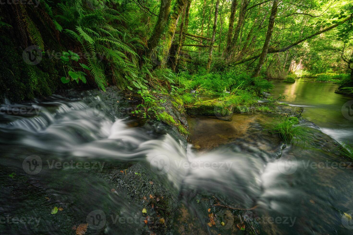Ferns and riparian plants on the limestone steps of a small waterfall photo