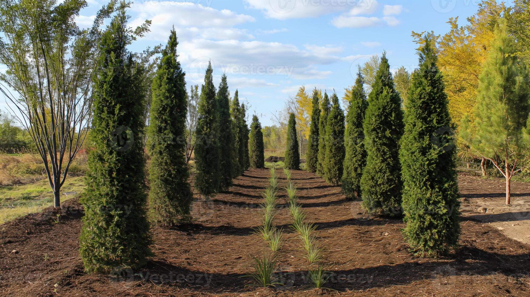 Volunteers are actively planting trees and shrubs in a designated area aimed at enhancing biodiversity and restoring the local ecosystem. The landscape is filled with young plants ready to grow. photo