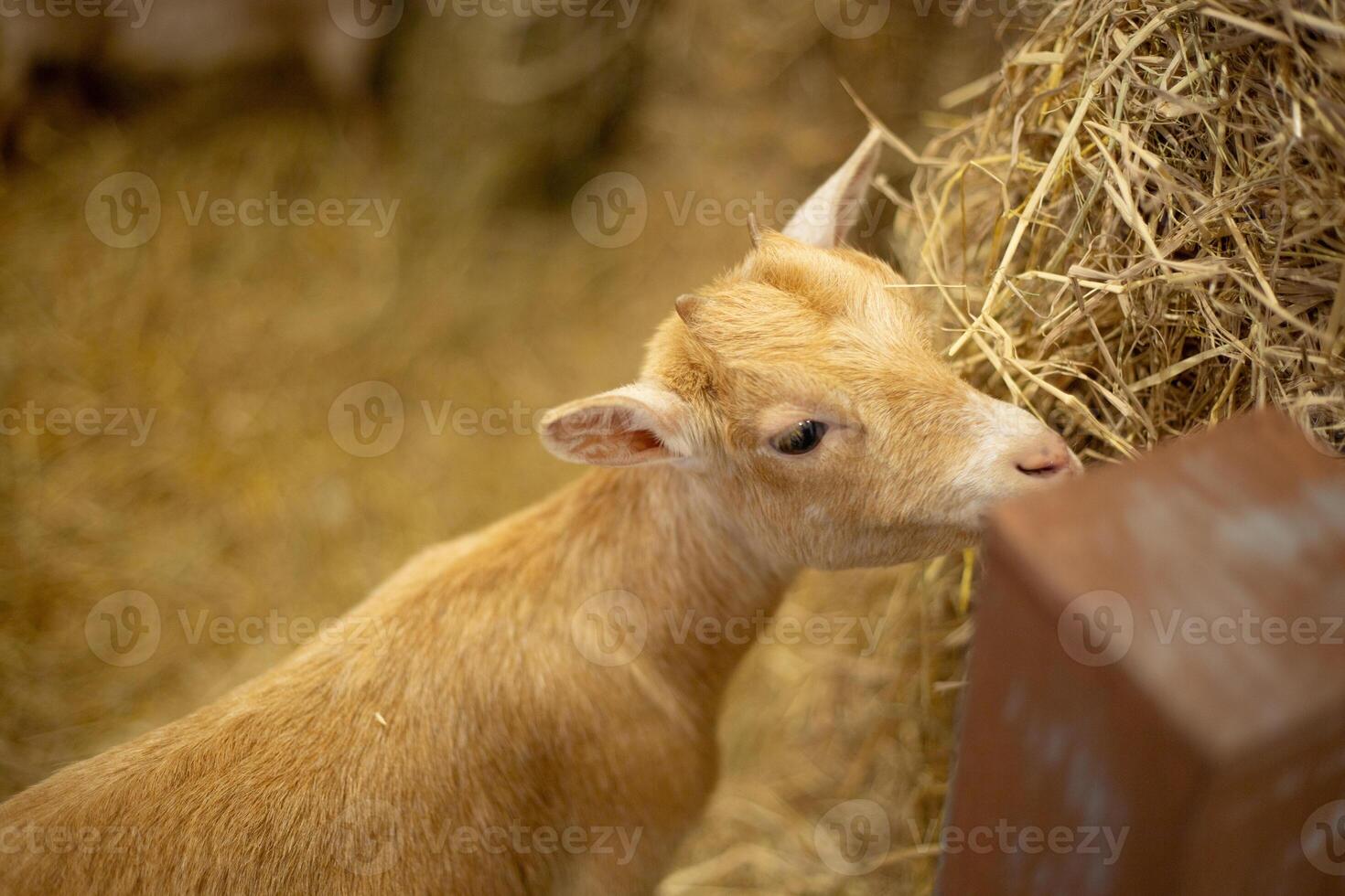 close up baby goat in the show cage display barn straw farm photo