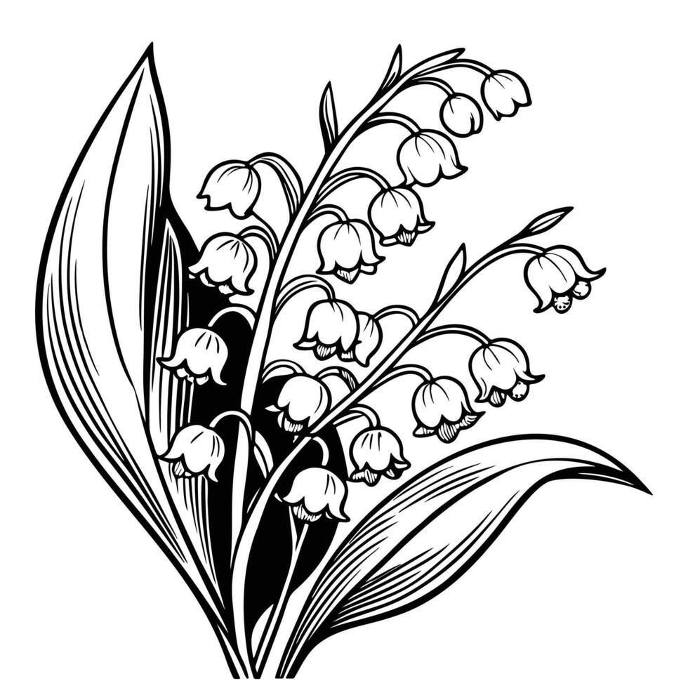 Detailed Lily of the Valley bouquet with lush leaves and fine linework vector