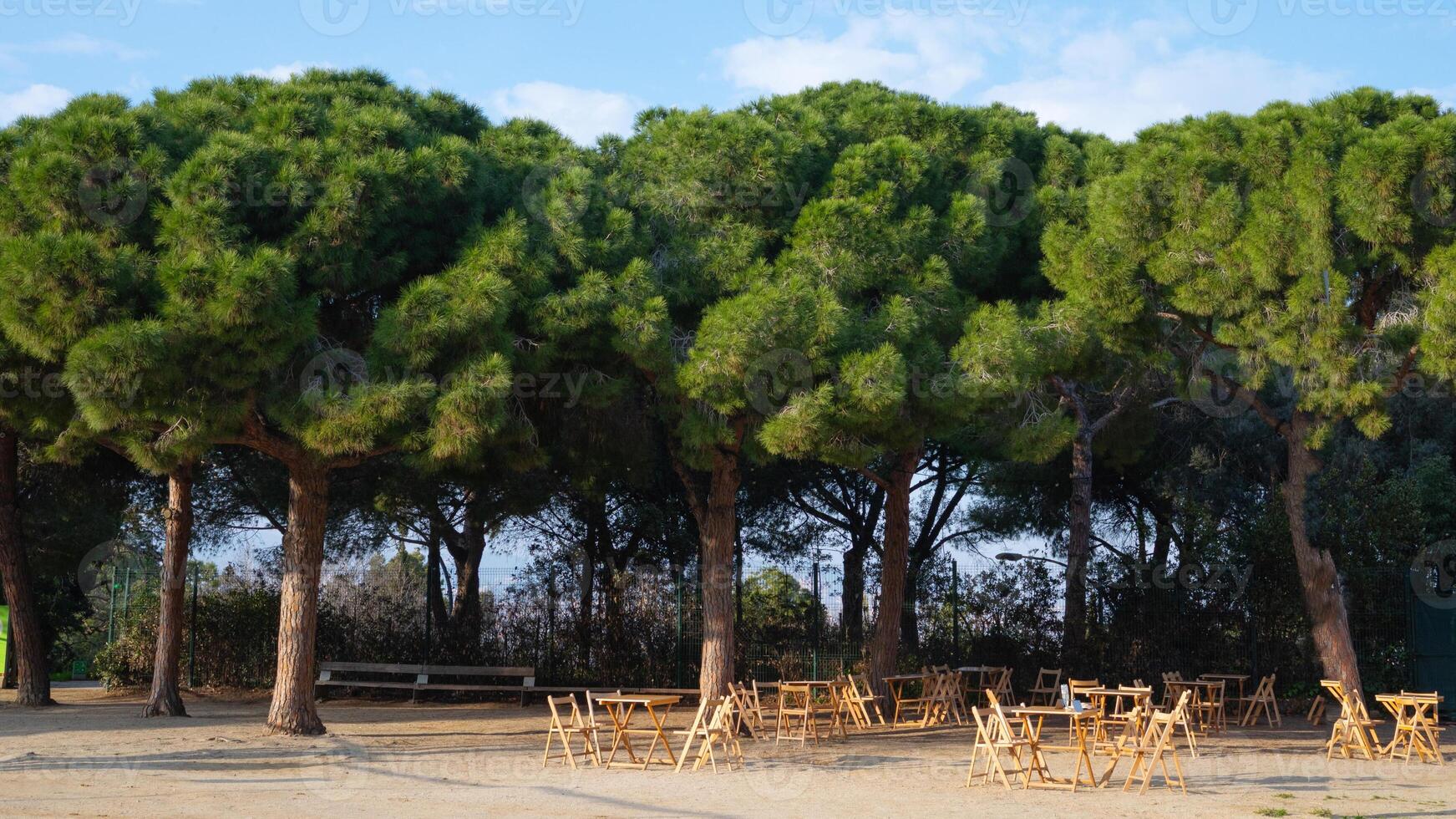 Peaceful outdoor seating area under lush pine trees in sunny park photo