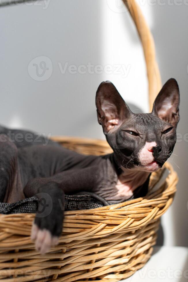 Sphynx Cat Relaxing in a Sunlit Wicker Basket. photo