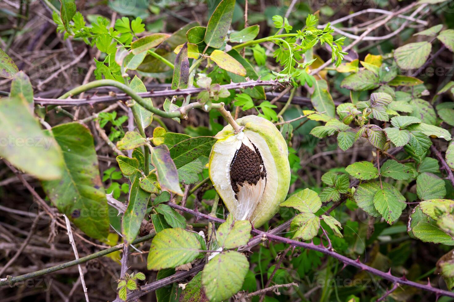 Open milkweed pod with seeds in natural habitat surrounded by green foliage photo