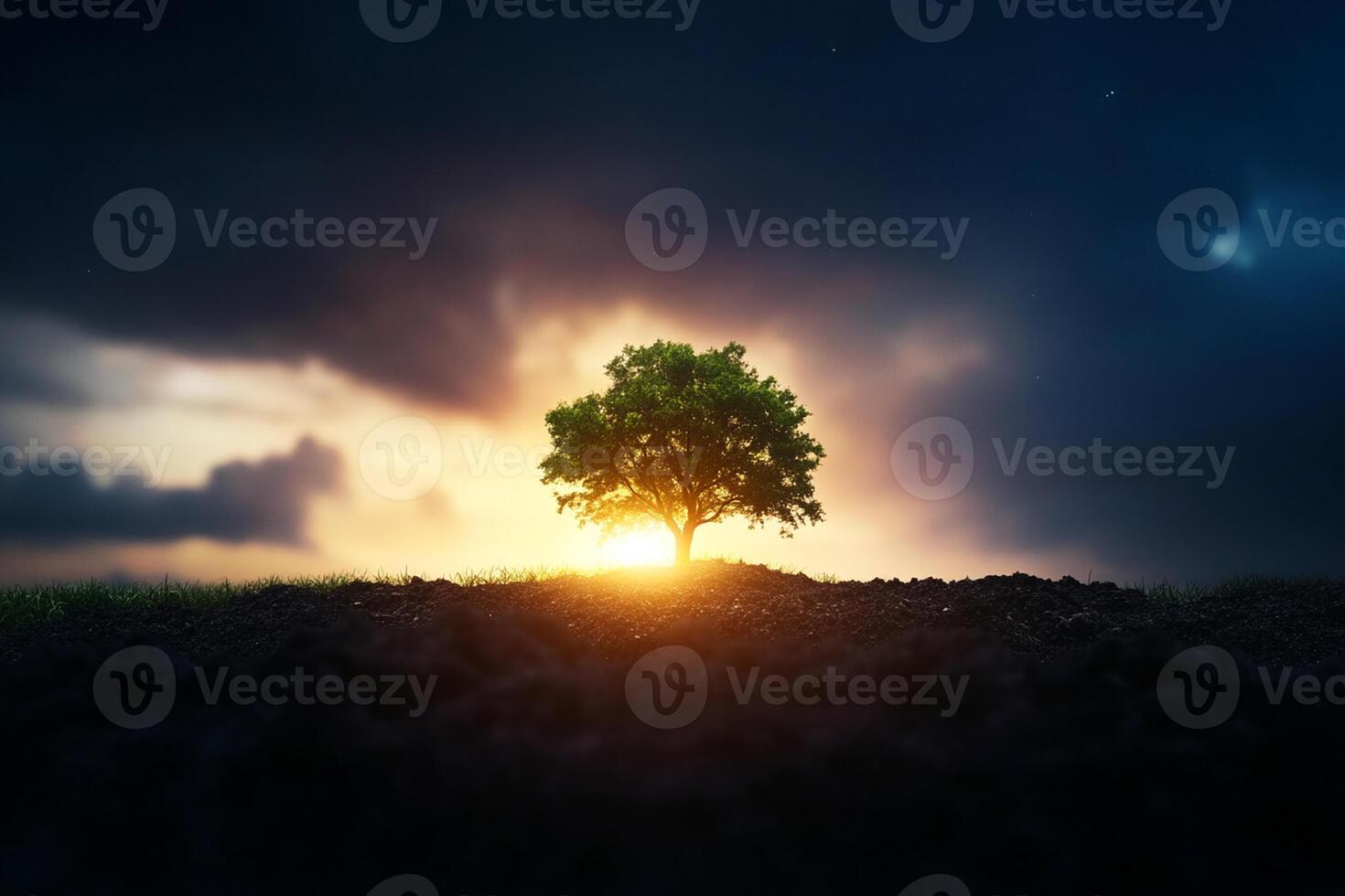 A tree is standing on a field with the sun setting behind it photo