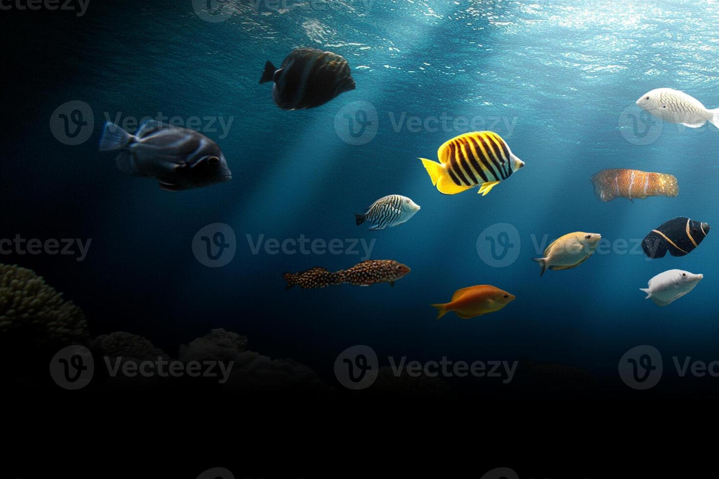 A group of fish swimming in the ocean photo