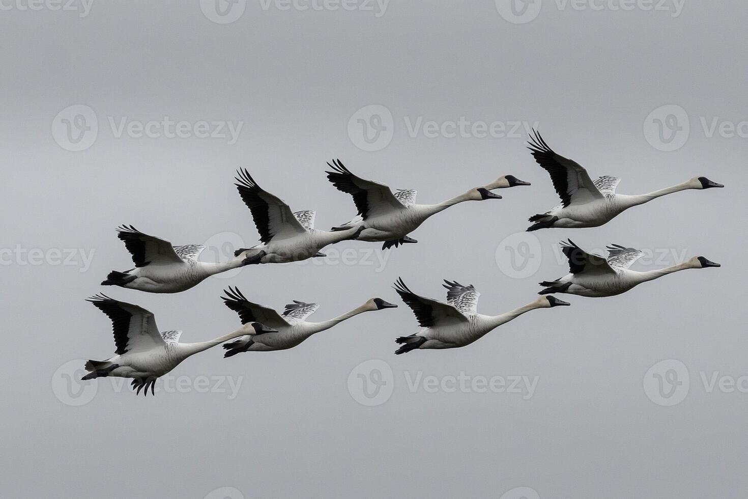 A flock of white geese flying in the sky photo
