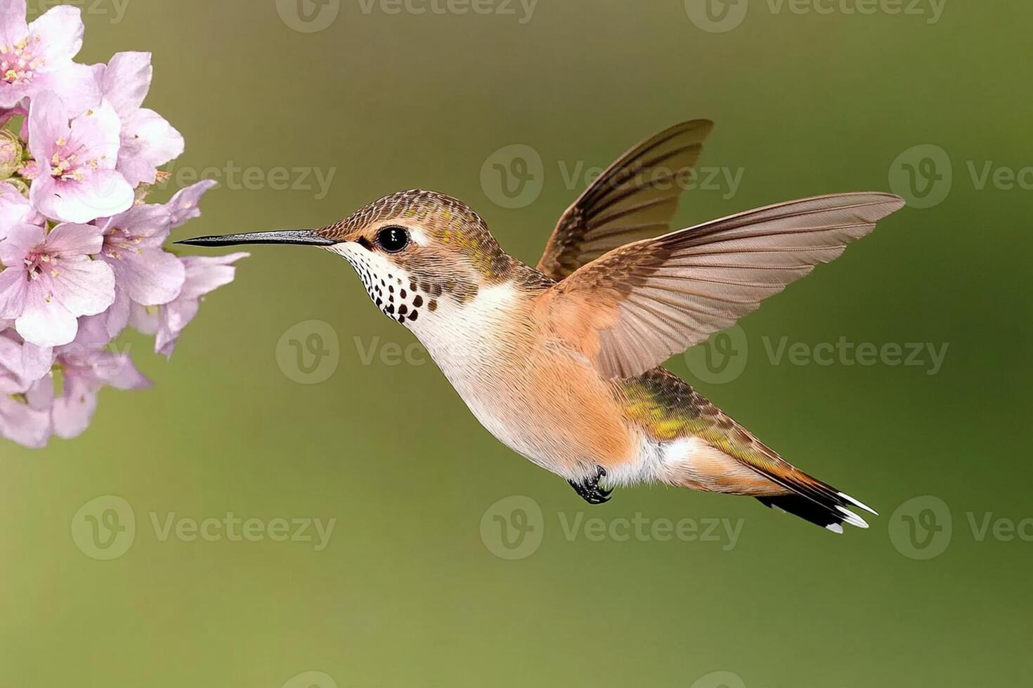 A hummingbird is flying near a flower photo