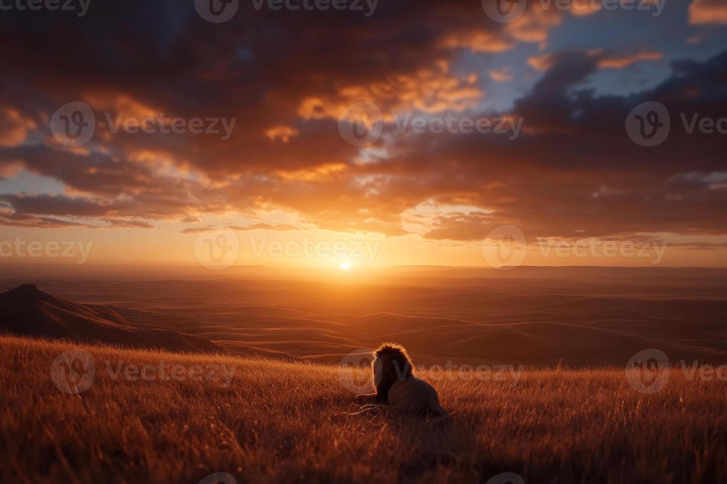 The lion king by joshua klein photo