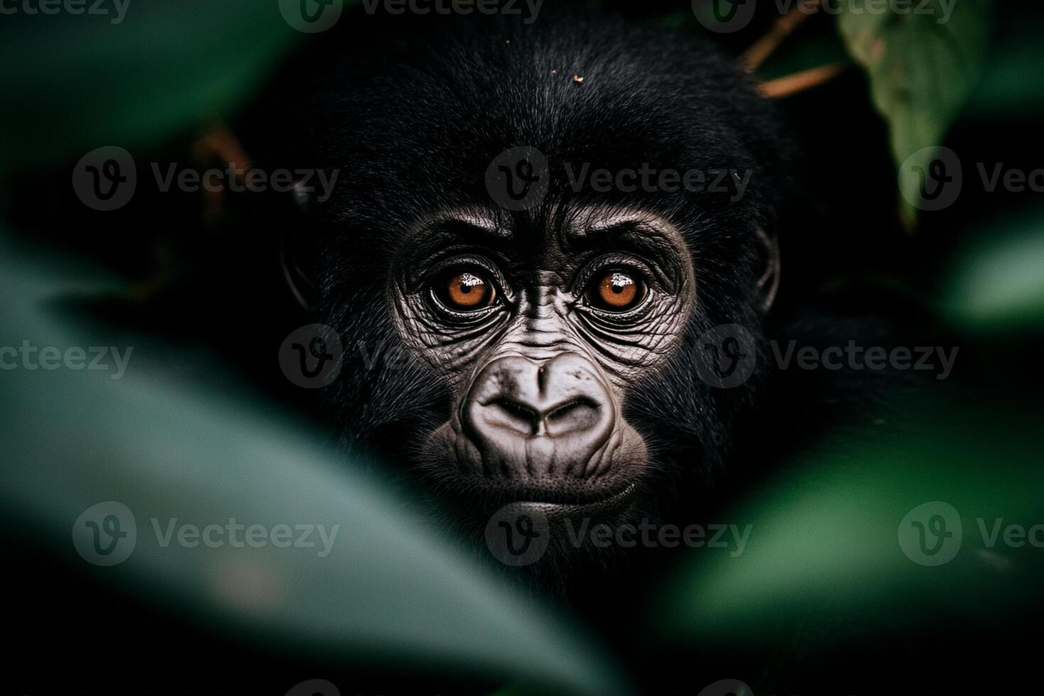 A close up of a mountain gorilla in the forest photo