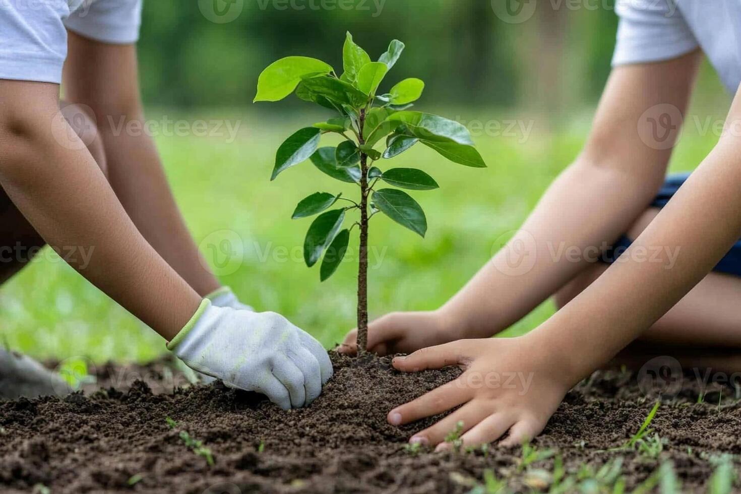 Two children are planting a tree in the ground photo