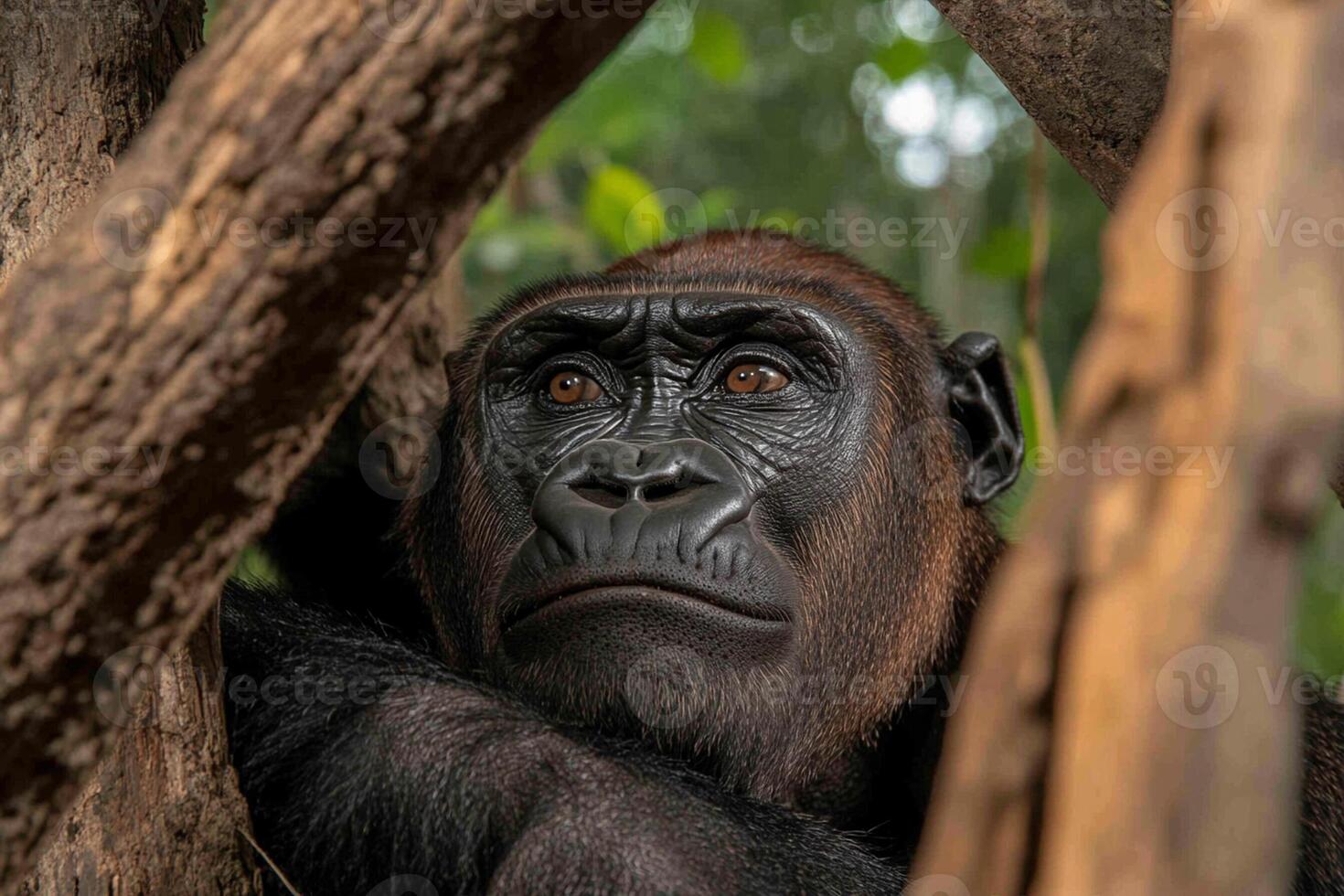 A gorilla is looking out from behind a tree photo
