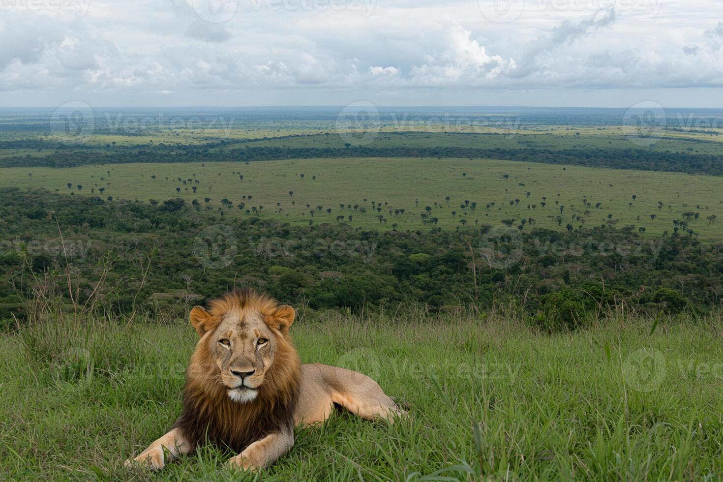 A lion laying in the grass photo