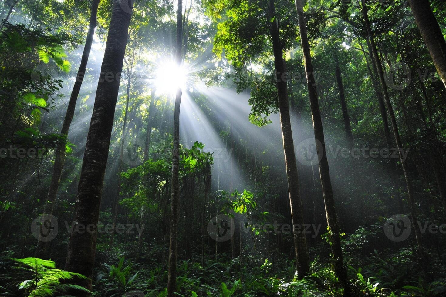 Sunlight shines through the trees in a tropical forest photo