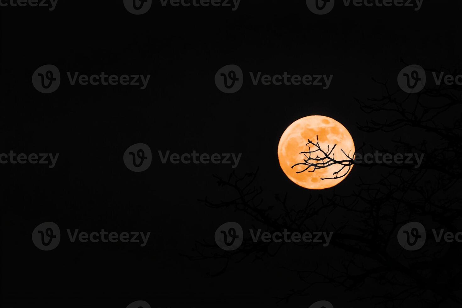 A full moon is seen through a tree photo