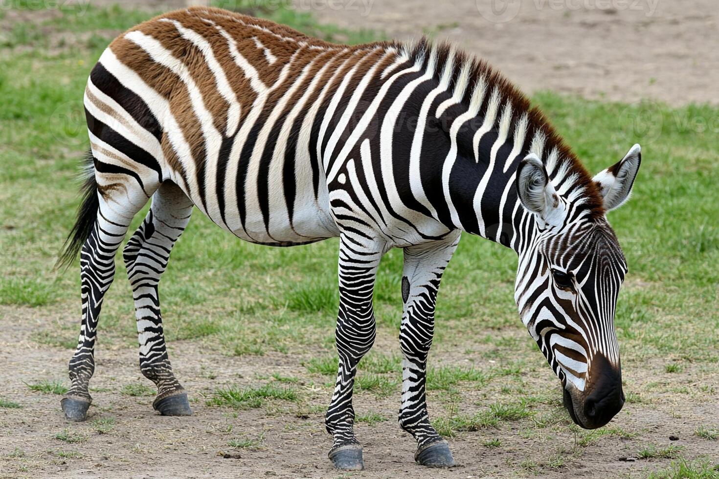A zebra is standing in the grass photo