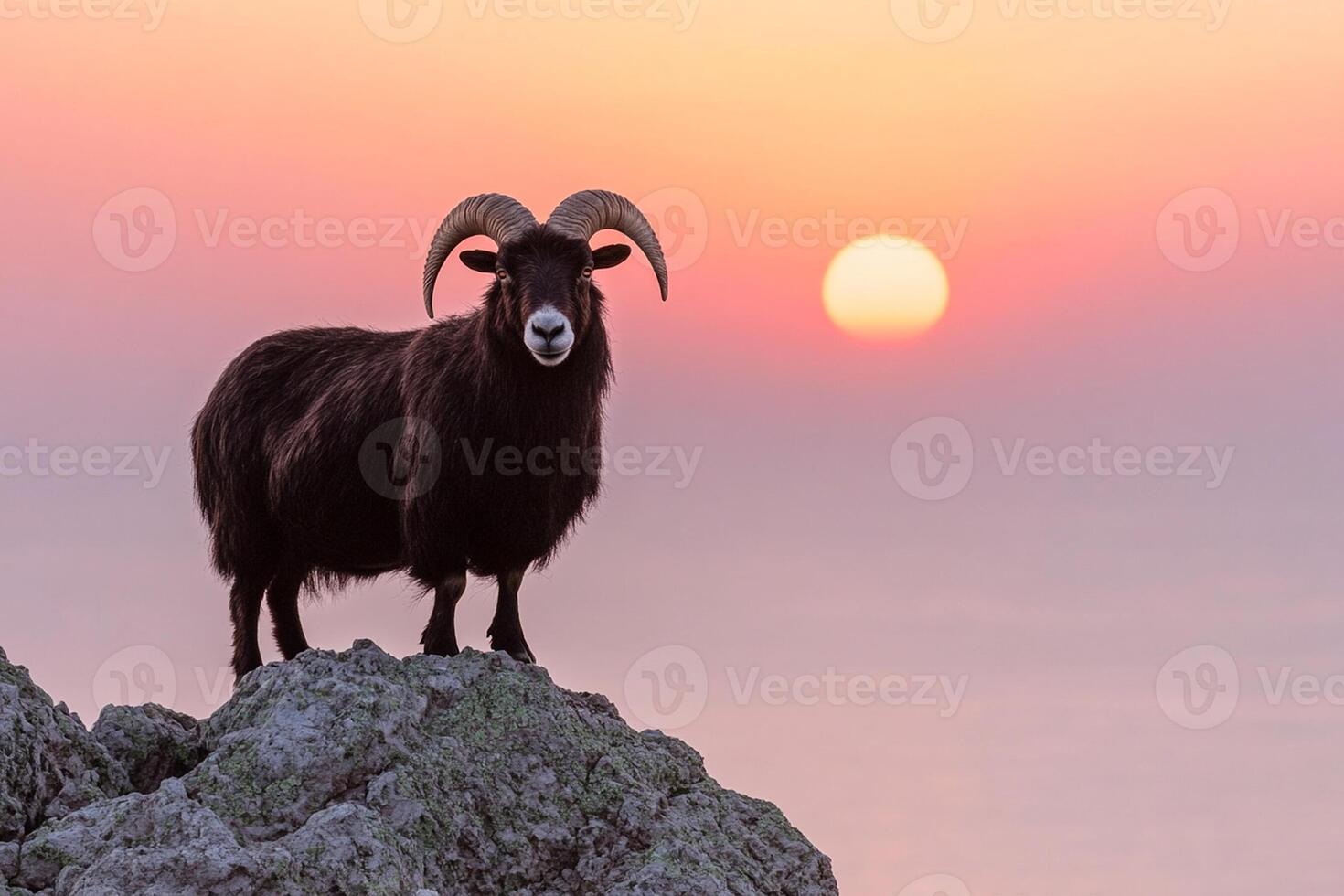 A ram stands on top of a mountain at sunset photo