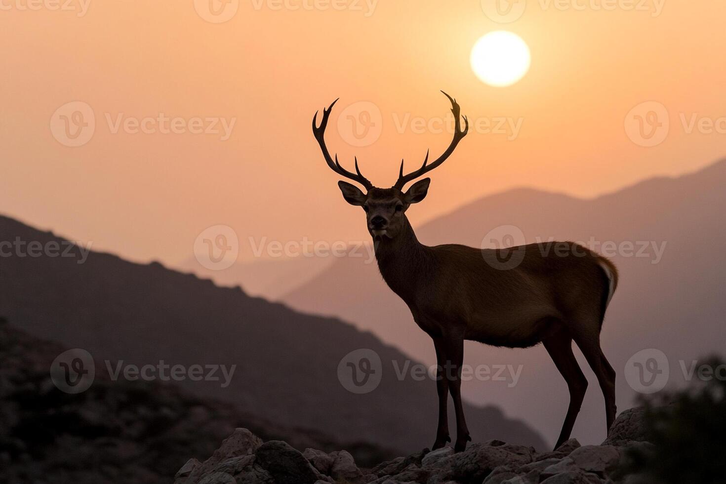 A deer stands on a rocky hill at sunset photo