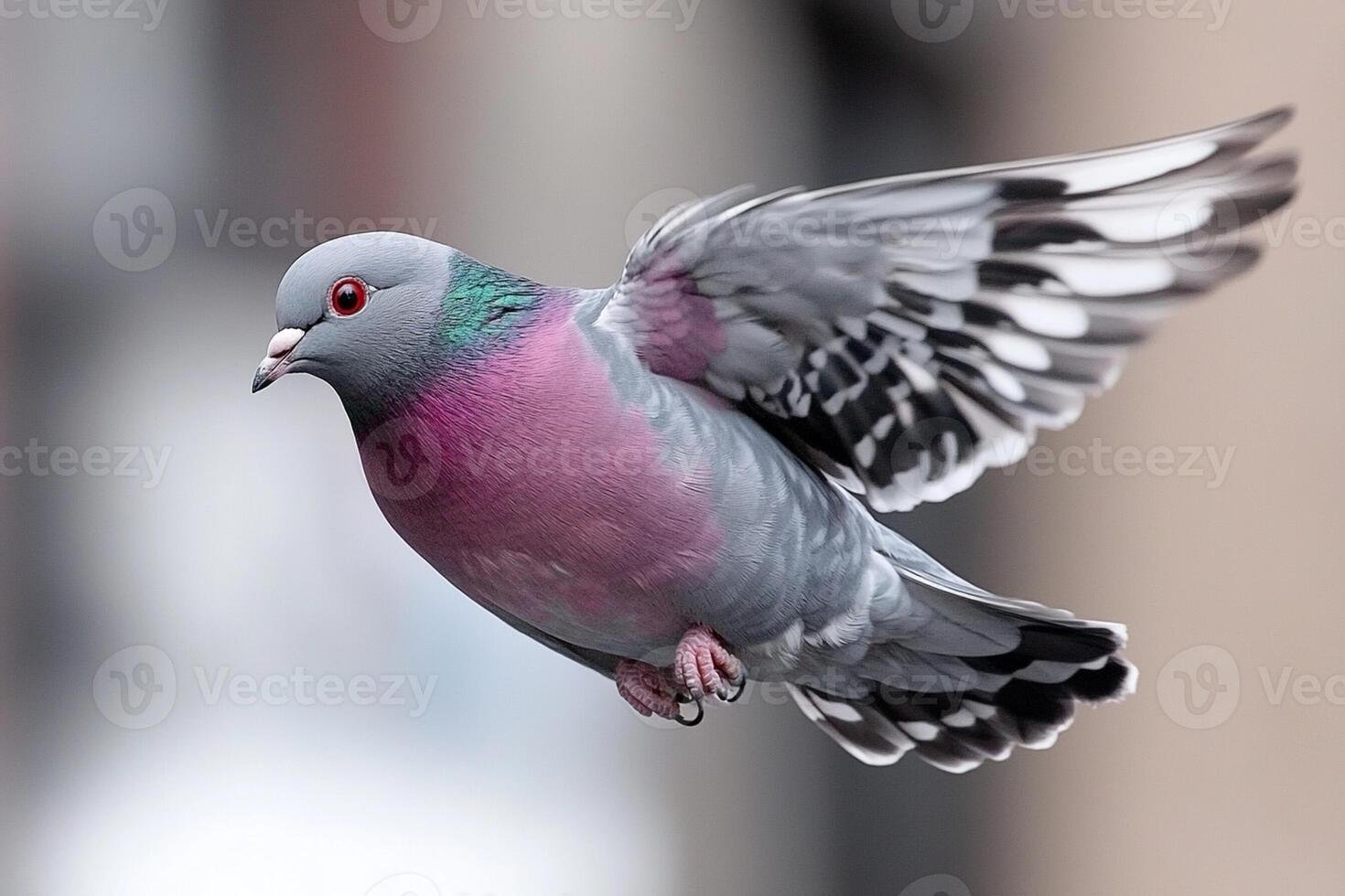 A purple and gray pigeon flying in the air photo