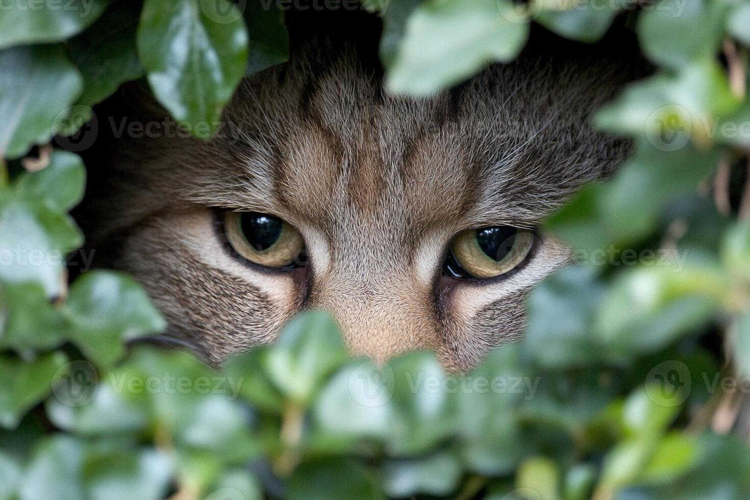 A cat peeking out from behind some bushes photo