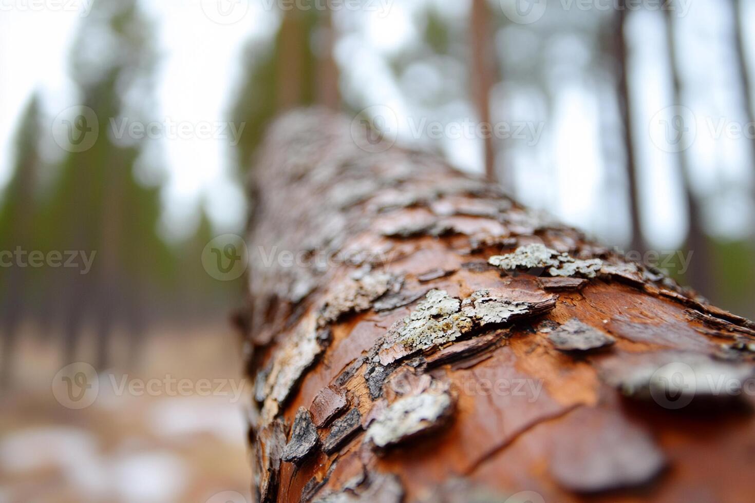 A close up of a tree trunk with a lot of lichen photo
