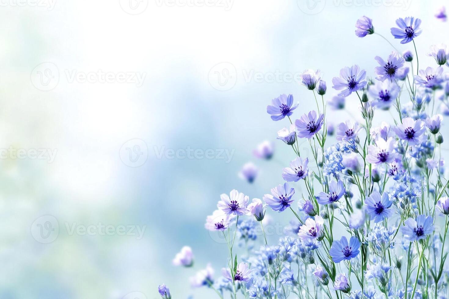 Blue flowers are shown in a field of blue flowers photo