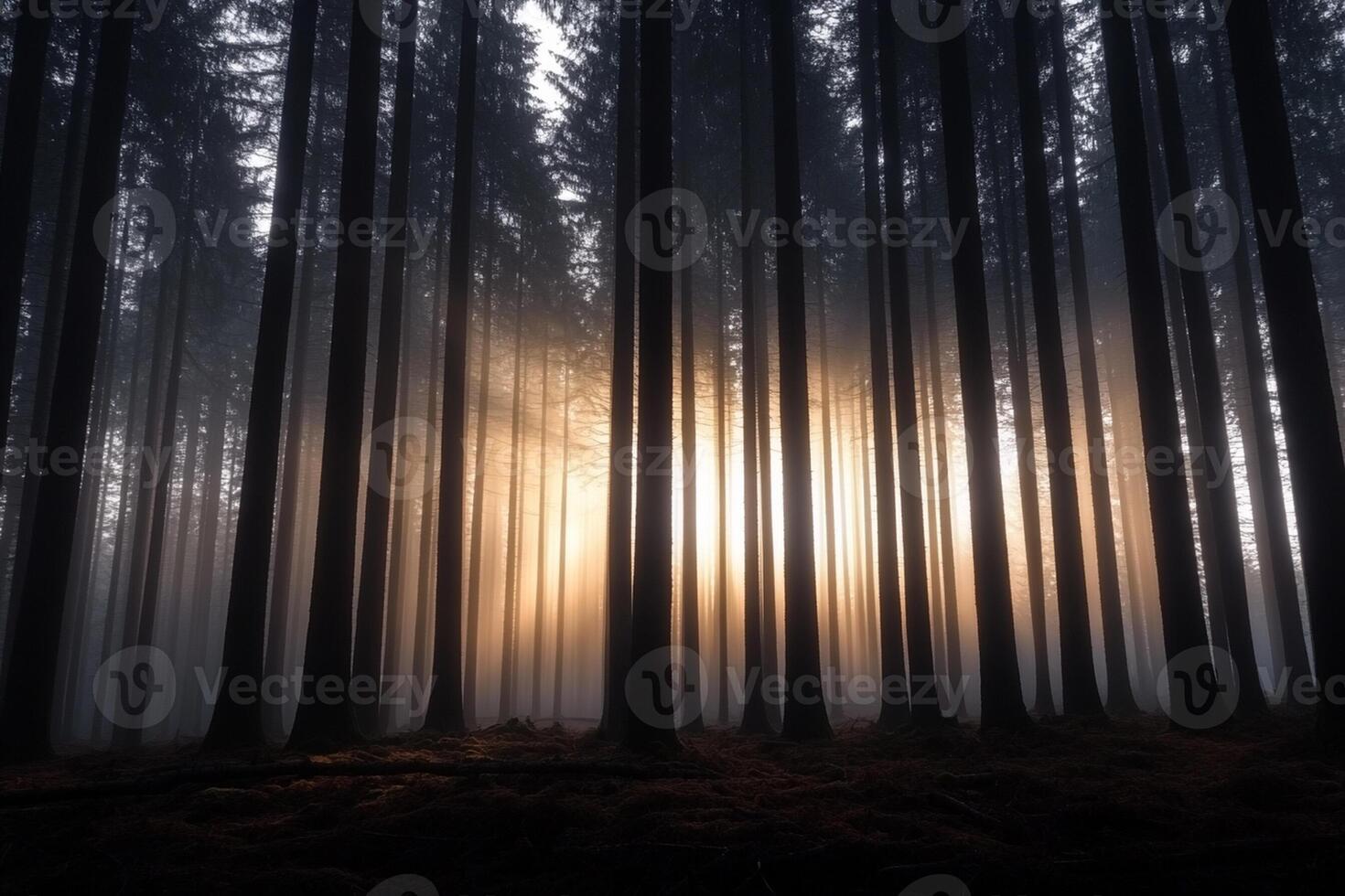 A forest with trees and sun shining through photo