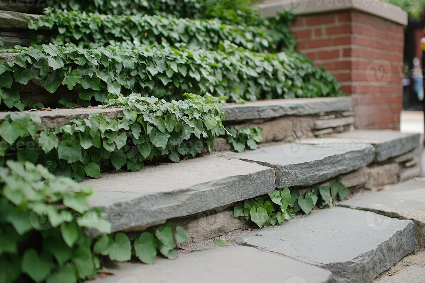 A stone staircase with ivy growing on it photo