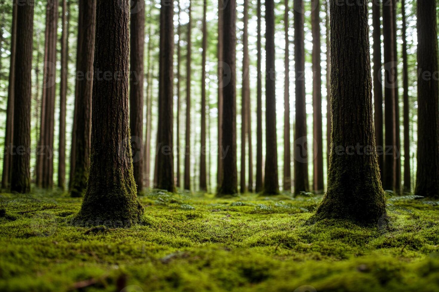 A forest with tall trees and green moss photo