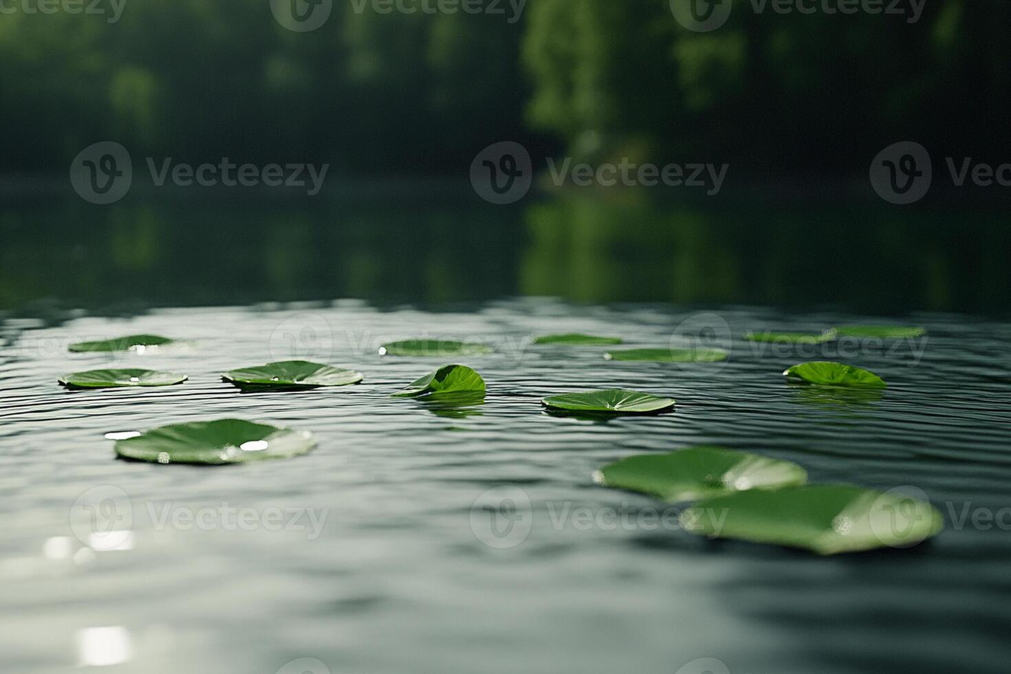 Lily pads floating on the surface of a lake photo