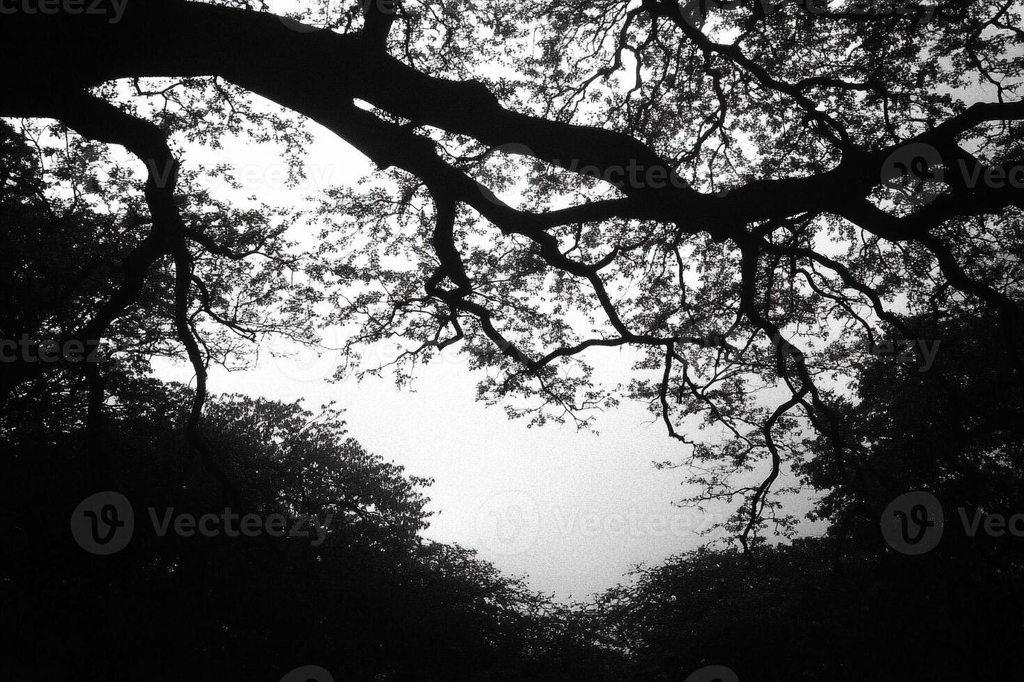 Black and white photograph of trees in the forest photo