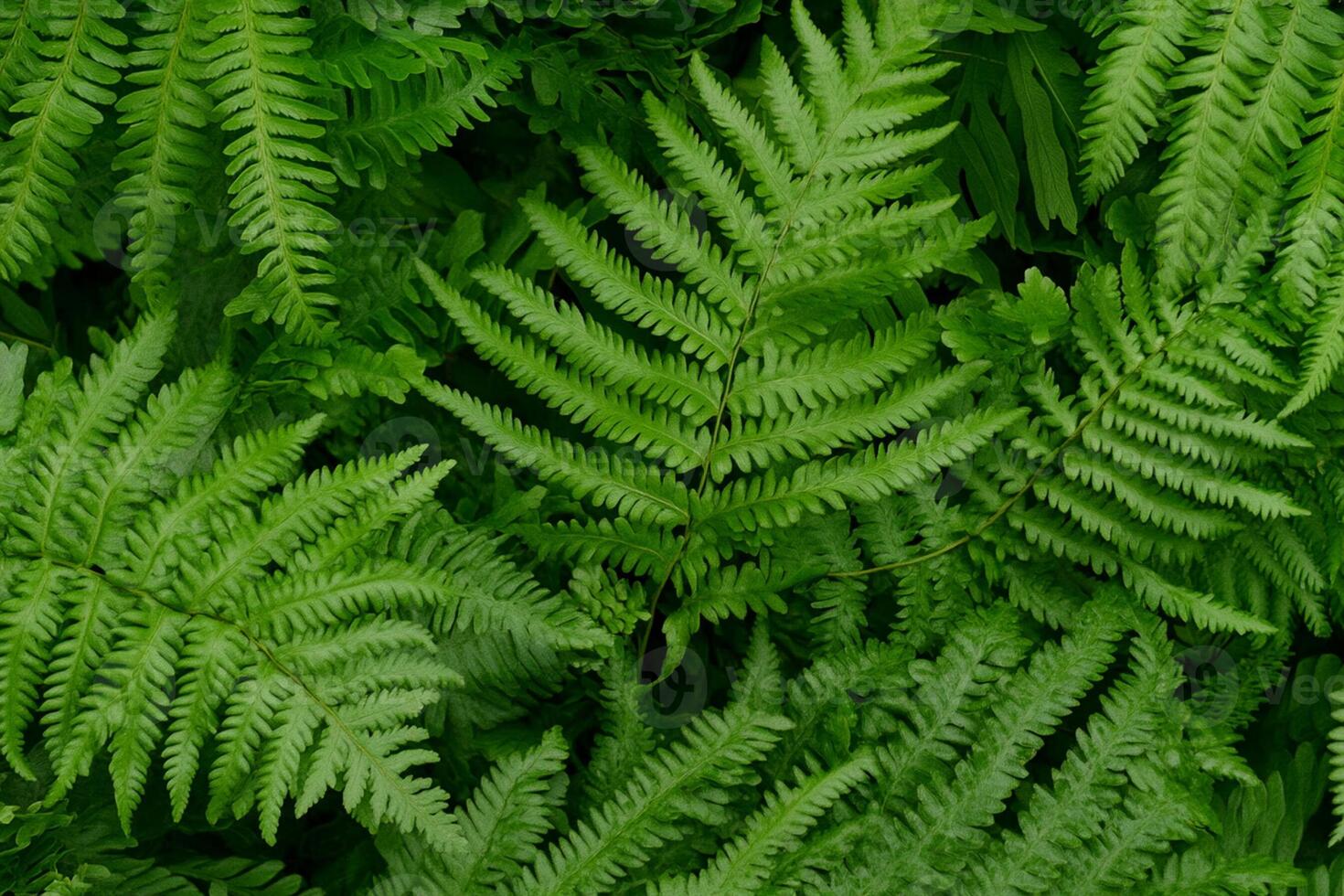 A large group of ferns in a forest photo