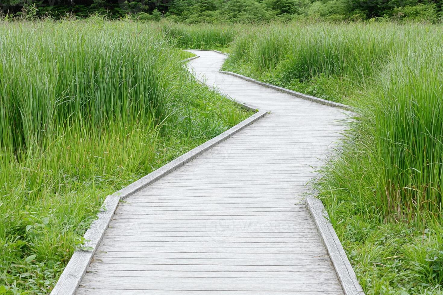 A wooden pathway through a grassy field photo