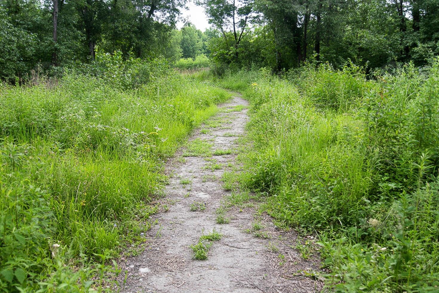 A dirt path in a grassy field photo