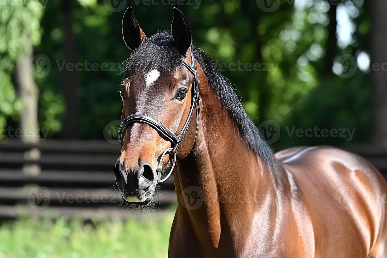 A brown horse with a black mane standing in a field photo