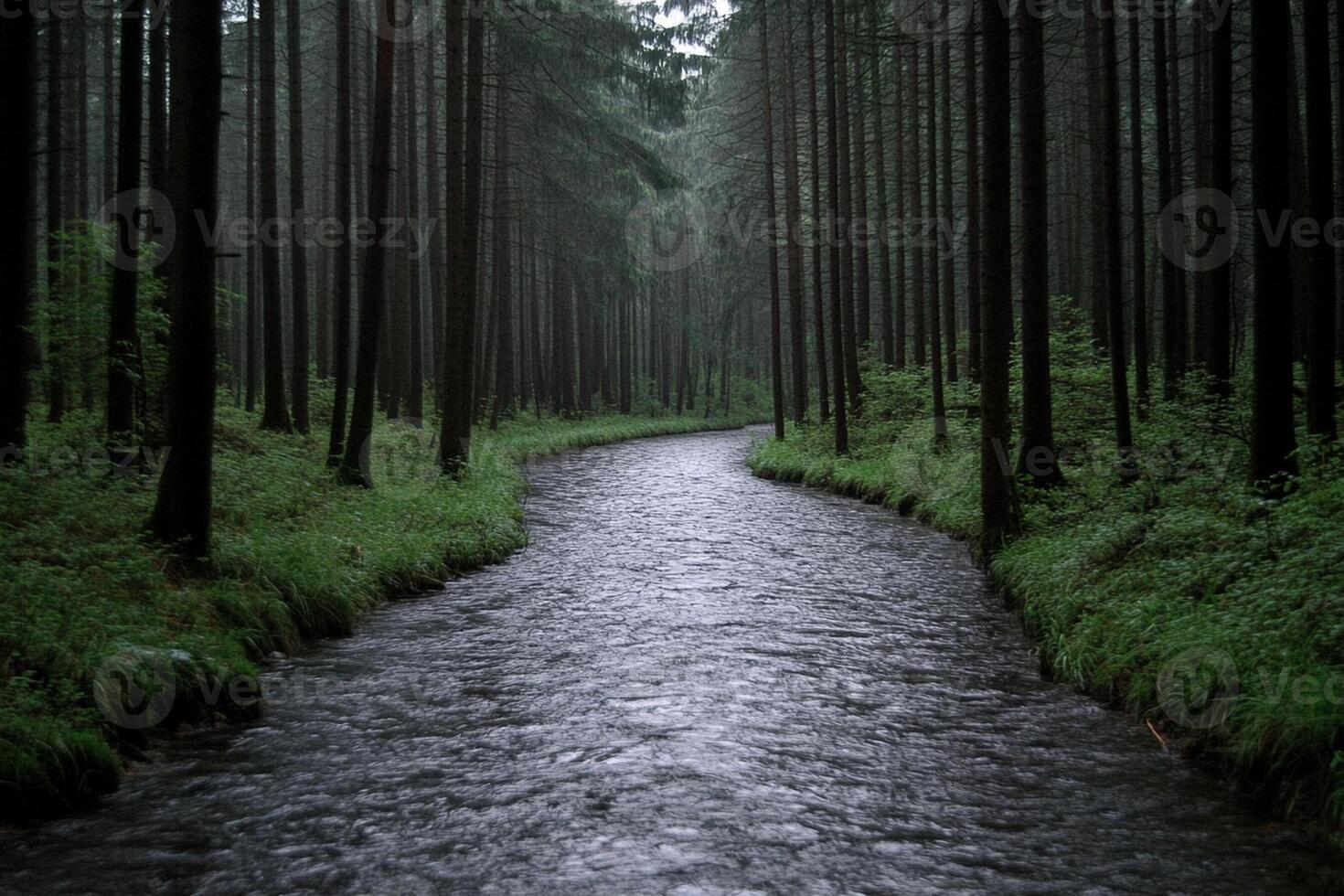 A stream runs through a forest on a foggy day photo