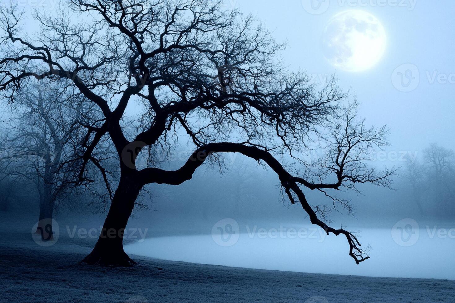 A tree is silhouetted against the moonlight photo
