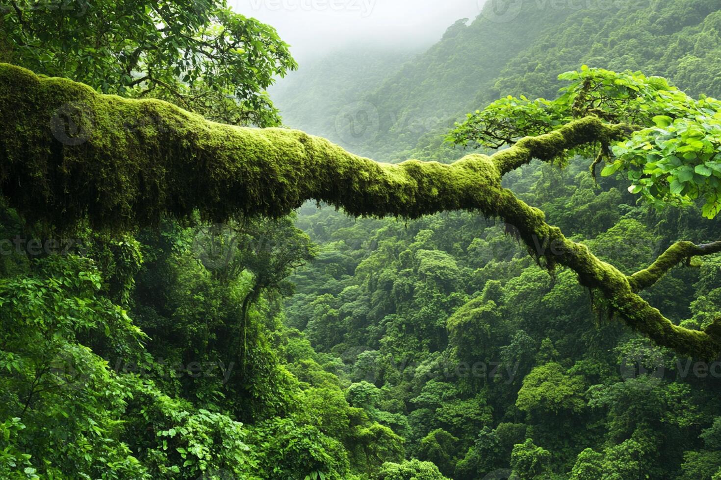 A mossy tree branch hanging over a lush green forest photo