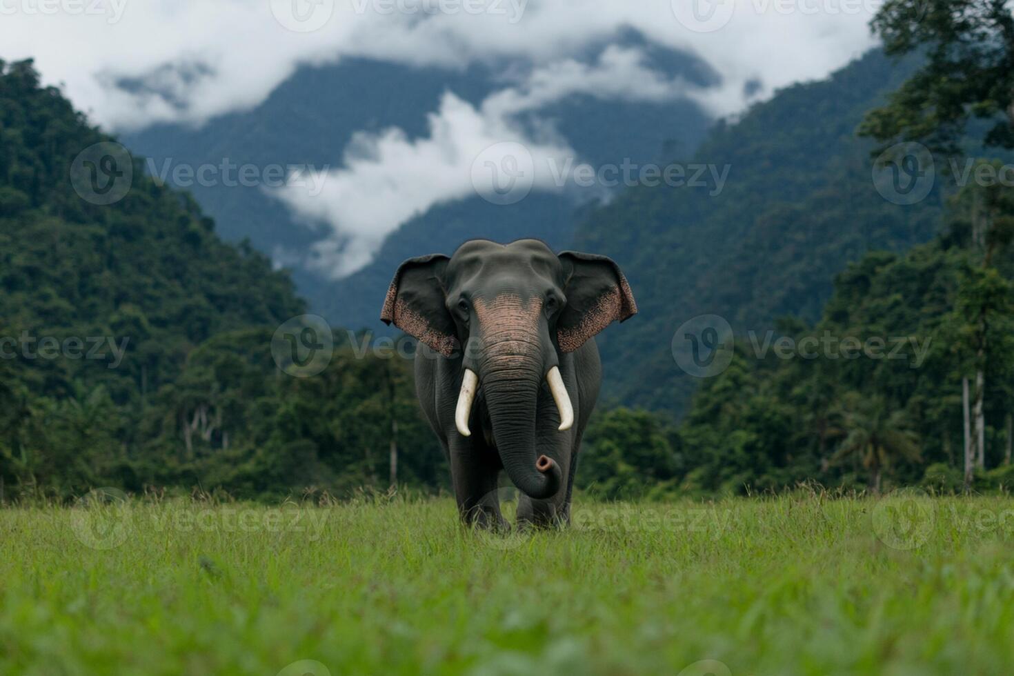 An elephant walking in a field with mountains in the background photo